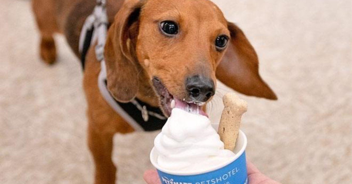 Helados y regalos para perros GRATIS en PetSmart