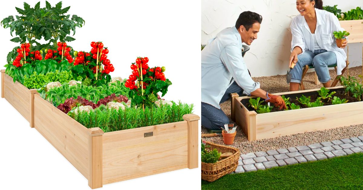 Garden Bed 8x2ft