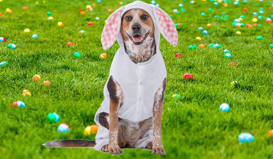Foto GRATIS Con el Conejito de Pascua en PetSmart