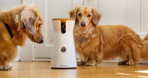Cámara para Perritos Furbo GRATIS