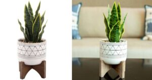 Planta en Tiesto de Cerámica sobre Soporte de Madera