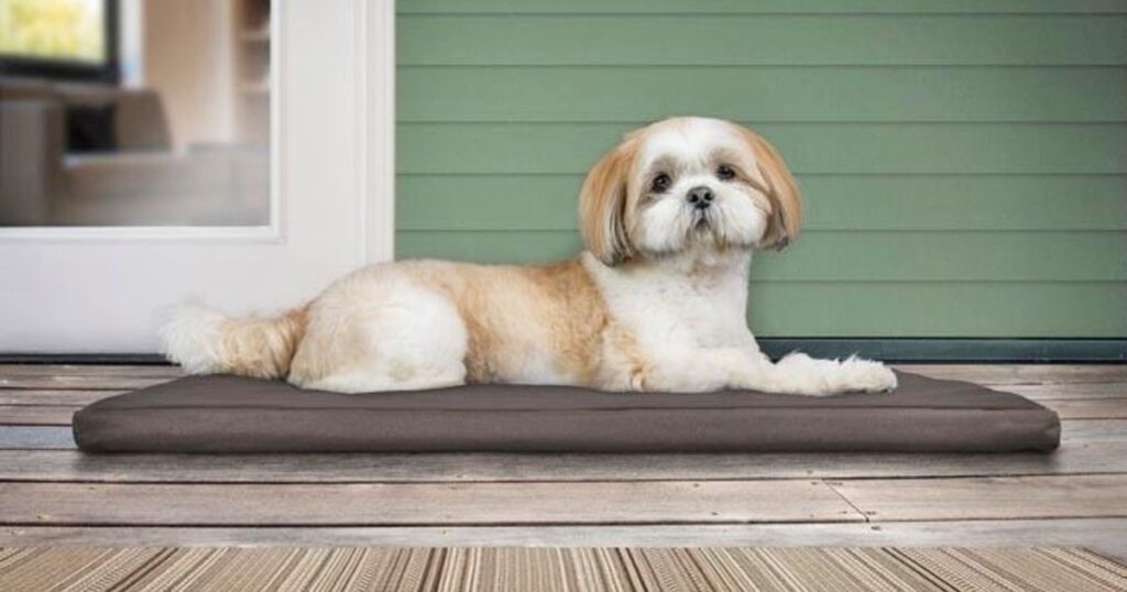 Camita para Perritos en Macy's