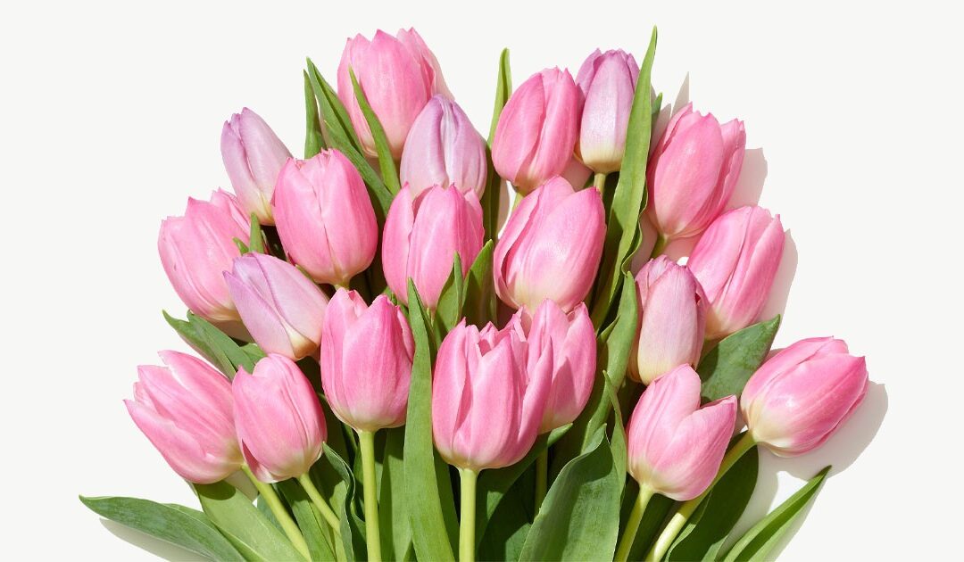 Whole Foods Market: Ramo de Tulipanes de 15 Tallos a solo $9.99 para Miembros Prime