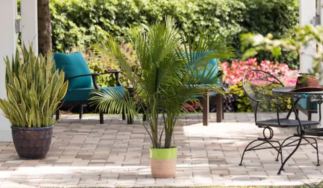 Palma Majesty SOLO $14.98 en Lowe’s
